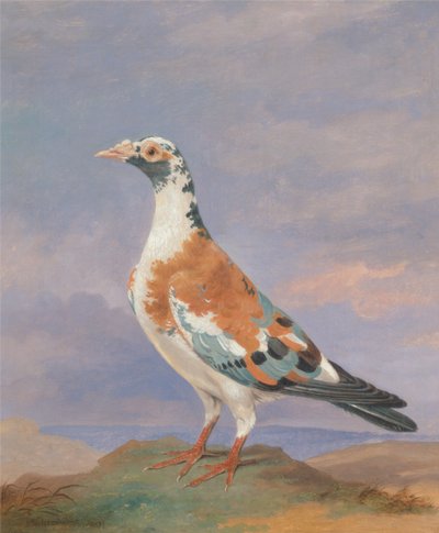 Studies van postduif door Dean Wolstenholme